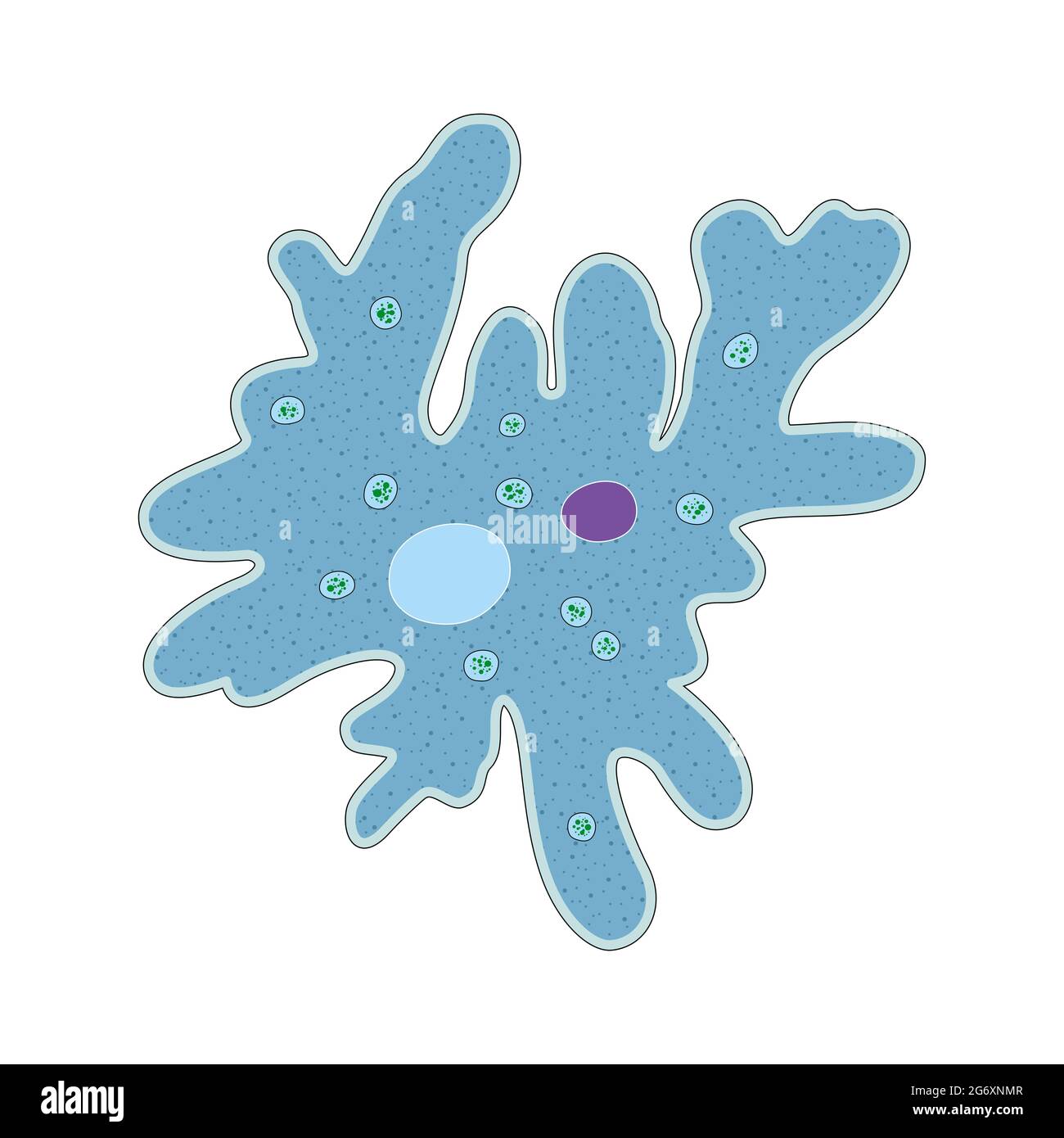 Amoeba is a type of unicellular organism which has the ability to alter its shape Stock Photo