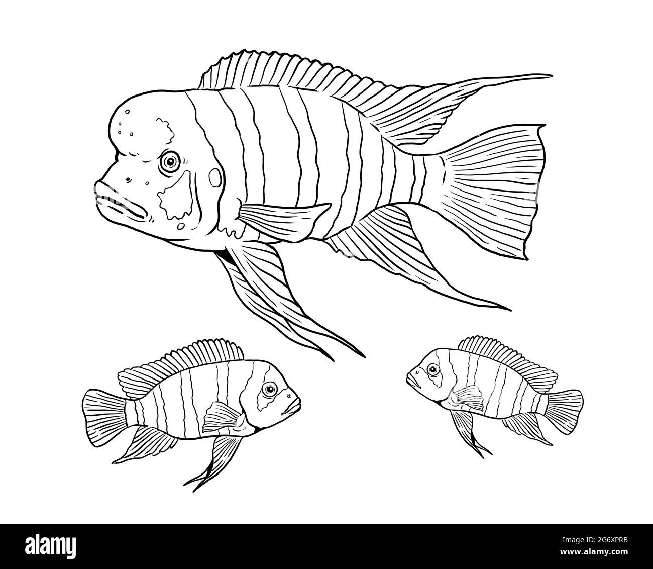 Aquarium with Cyphotilapia frontosa for coloring. Colorful african fish templates. Coloring book for children and adults. Stock Photo