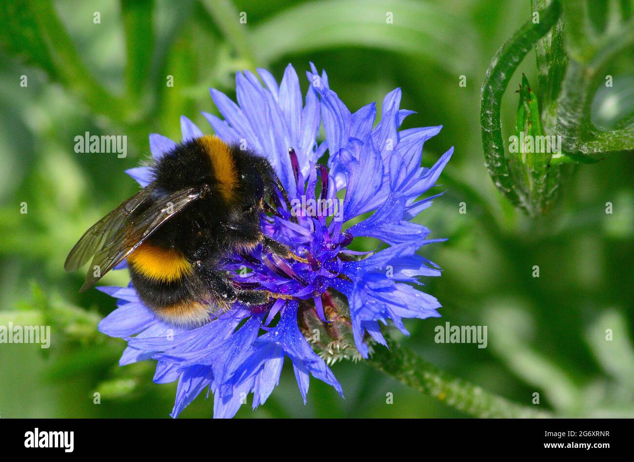 bumble bee collecting nectar Stock Photo