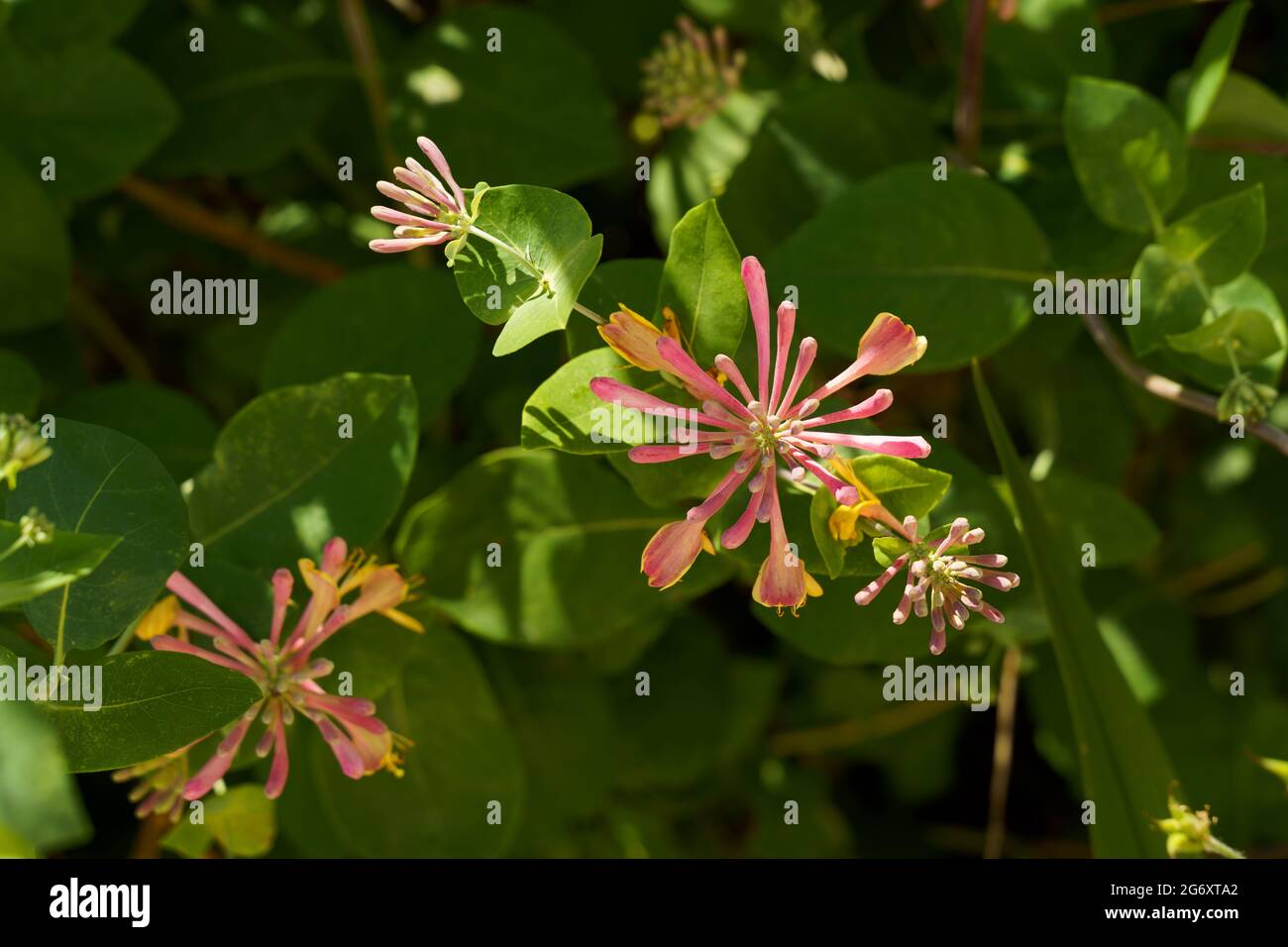 Honeysuckle green flower with pink red orange flowers Lonicera periclymenum  Stock Photo