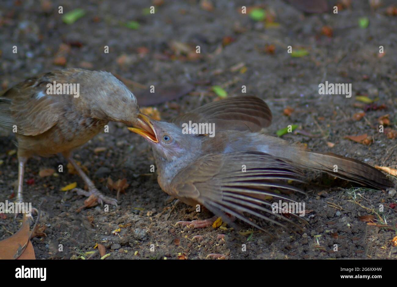 Mother babbler feeding the baby yellow-billed babbler/India Stock Photo