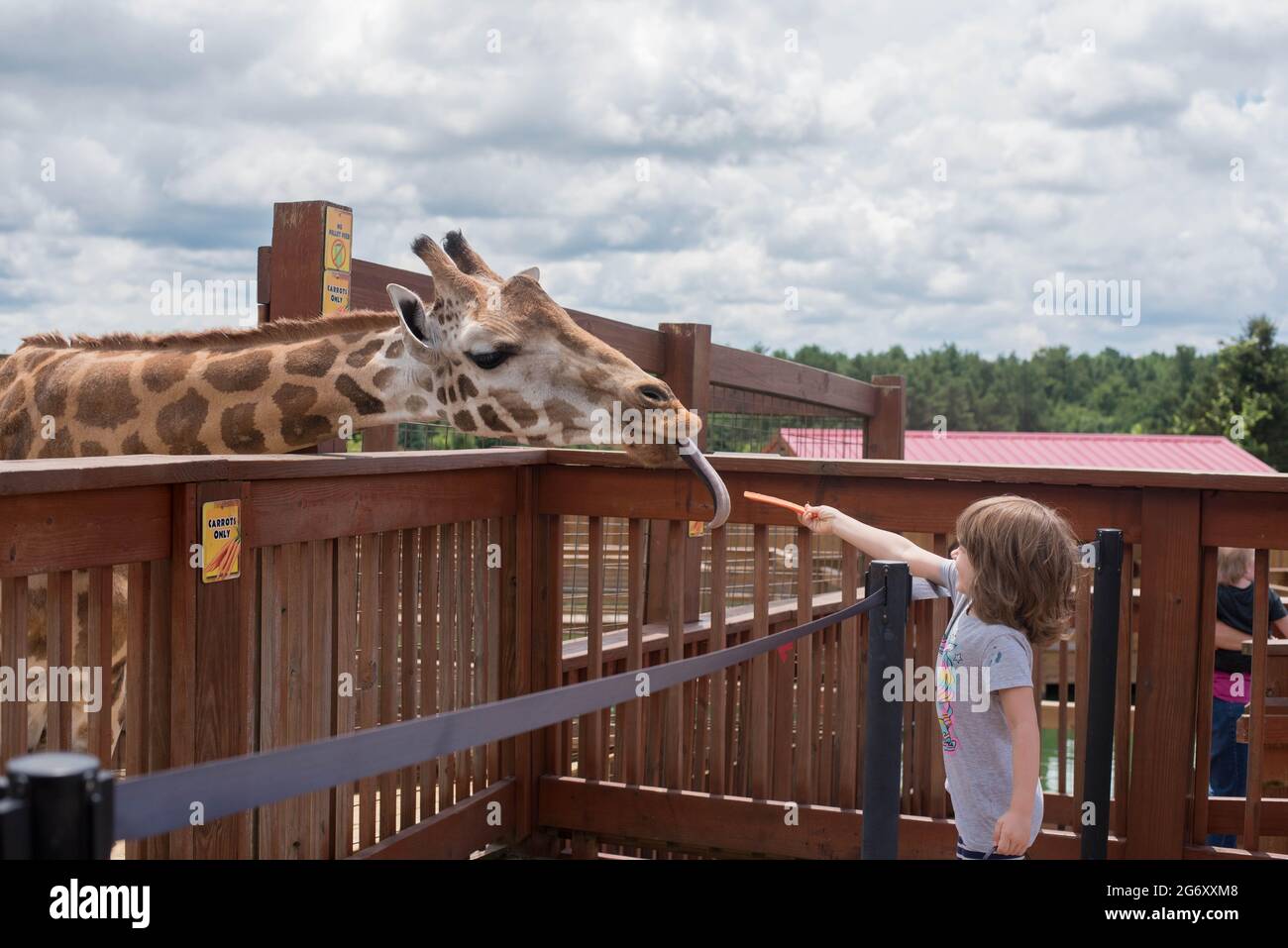 A six-year-old child feeds an African reticulated giraffe at the Animal Adventure Park, Harpursville, NY. Stock Photo