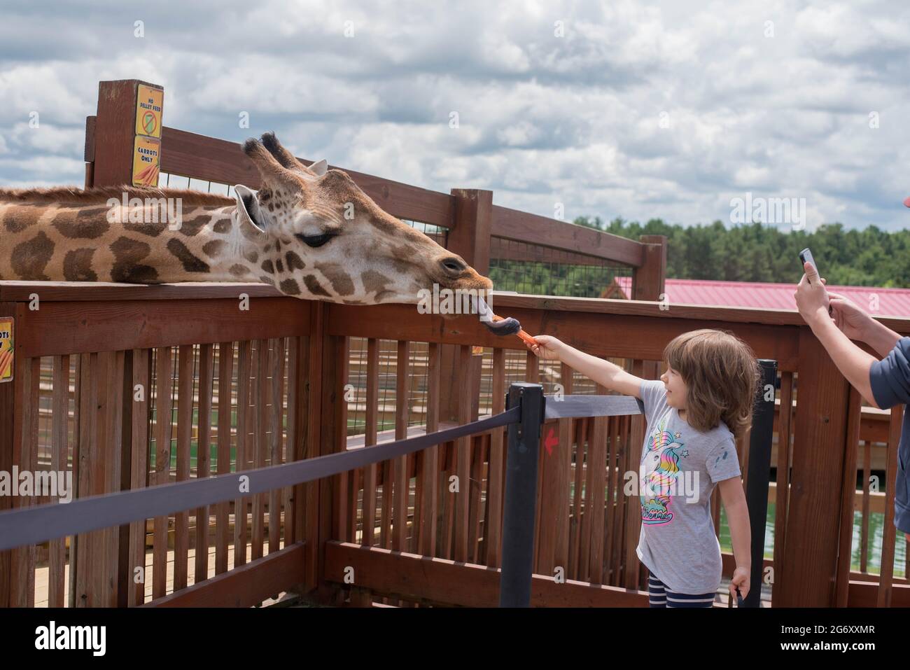 A six-year-old child feeds an African reticulated giraffe at the Animal Adventure Park, Harpursville, NY. Stock Photo