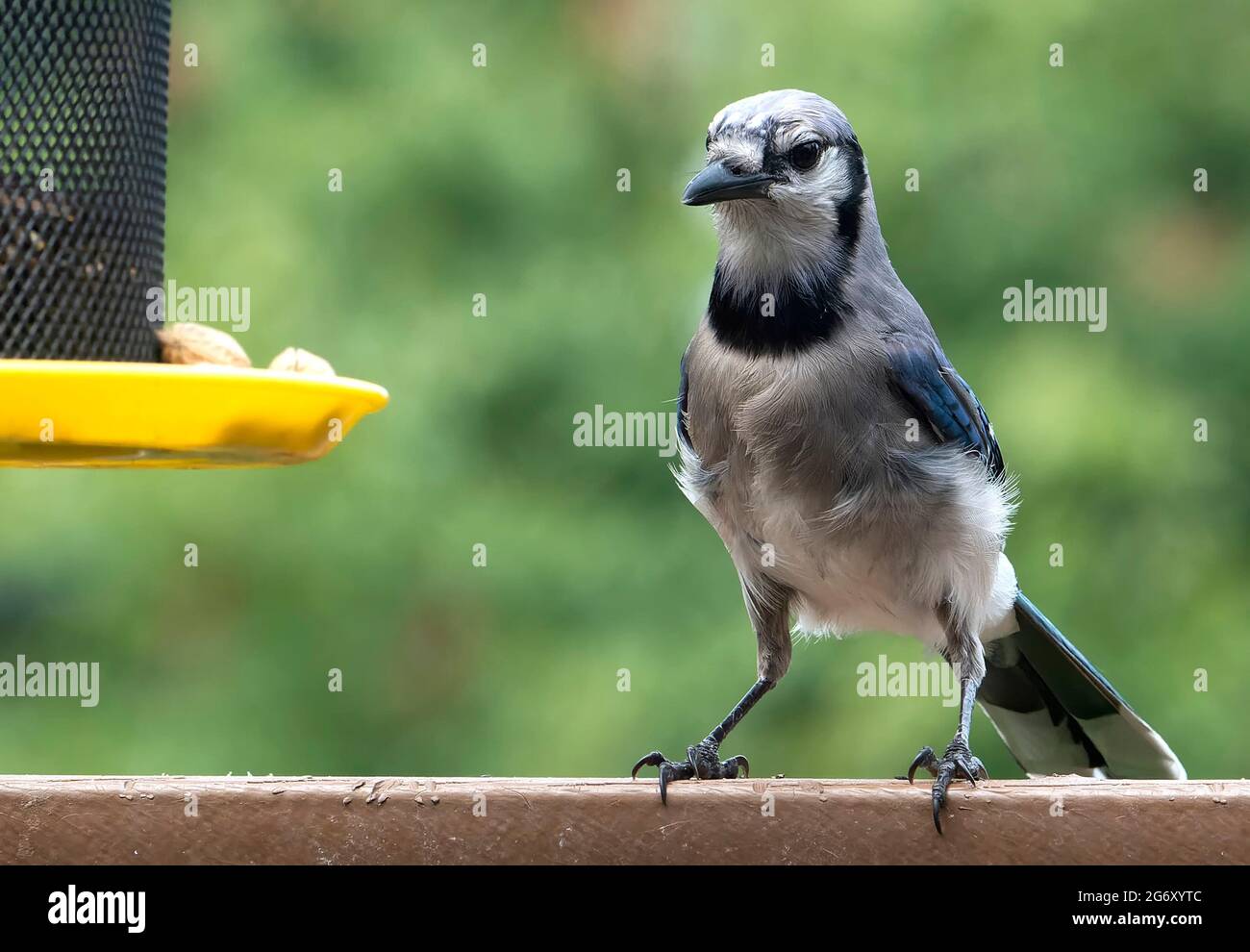Bluejay paying attention to its surroundings on a backyard fountain Stock Photo
