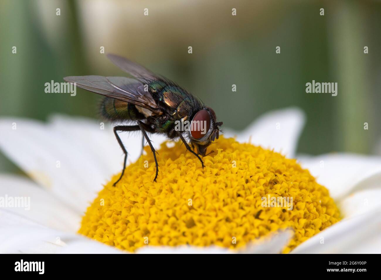 Green bottle fly (Lucilia sericata) Anthemis tinctoria ‘E.C.Buxton’ Stock Photo