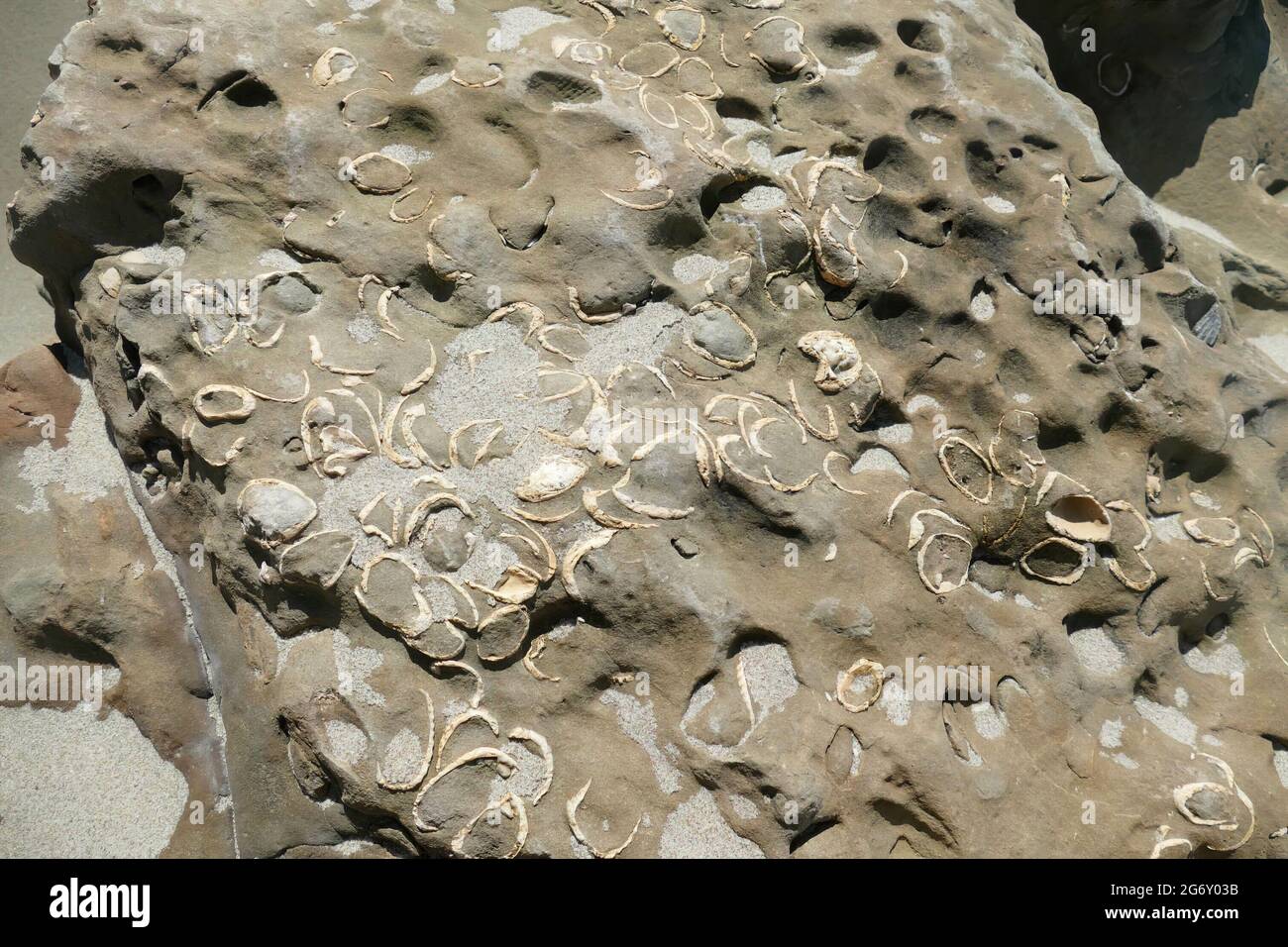 Fossil clams Oregon beach near Newport Stock Photo Alamy