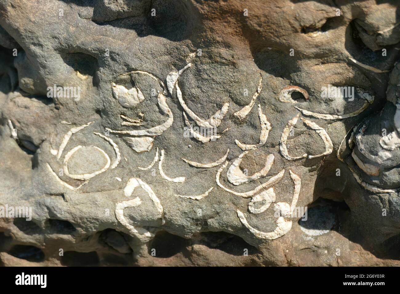 Fossil clams Oregon beach near Newport Stock Photo Alamy