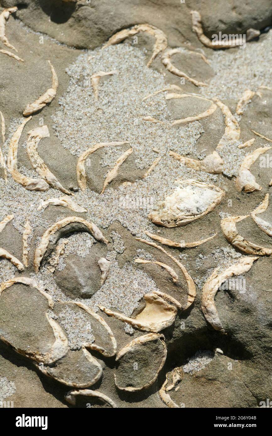 Fossil clams Oregon beach near Newport Stock Photo Alamy