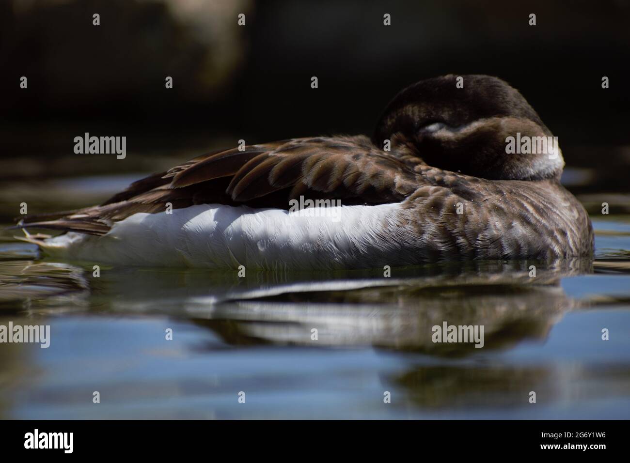 Sleeping duck hires stock photography and images Alamy