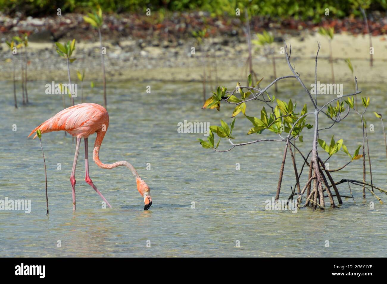 American or Caribbean flamingo (Phoenicopterus ruber) foraging in water with mangrove, Bonaire, Dutch Caribbean. Stock Photo