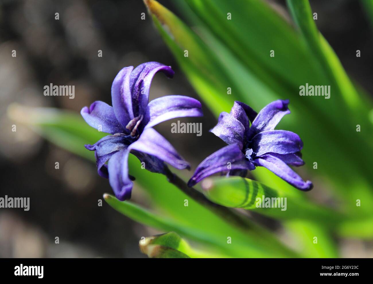 Sunlightphoto hi-res stock photography and images - Alamy
