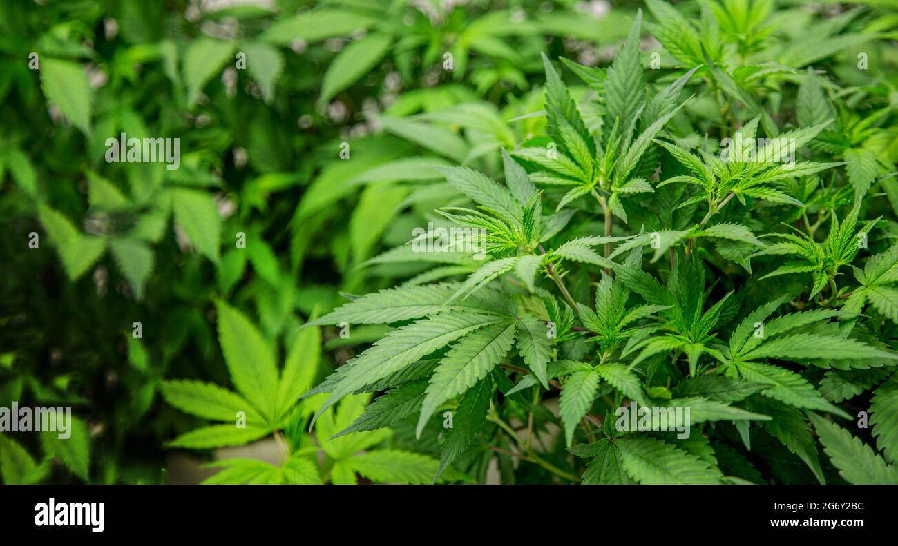 cannabis marijuana plants in the science lab for making medicine and herb product in a landscape banner Stock Photo