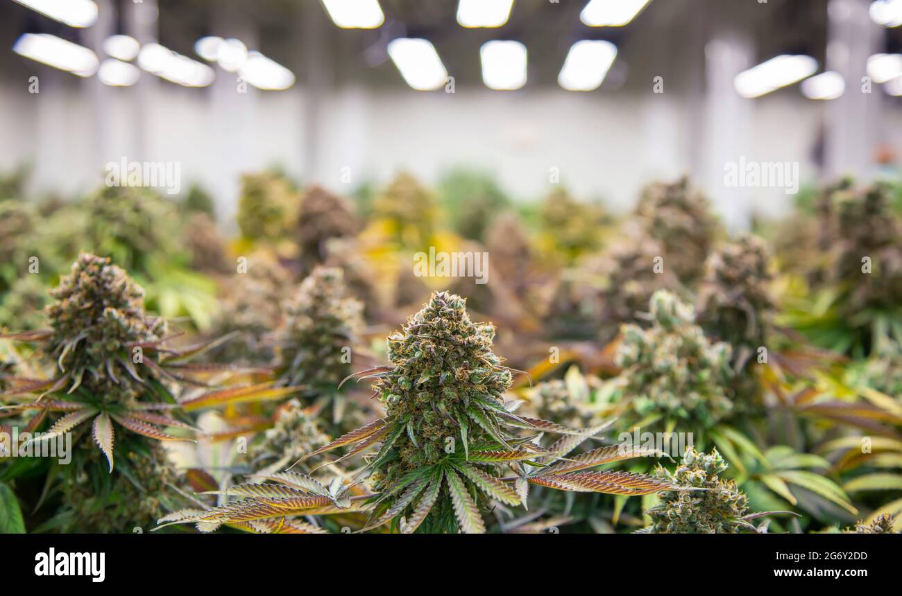 top of cannabis ruderalis plants in science lab for making medicine and herb product in landscape banner Stock Photo
