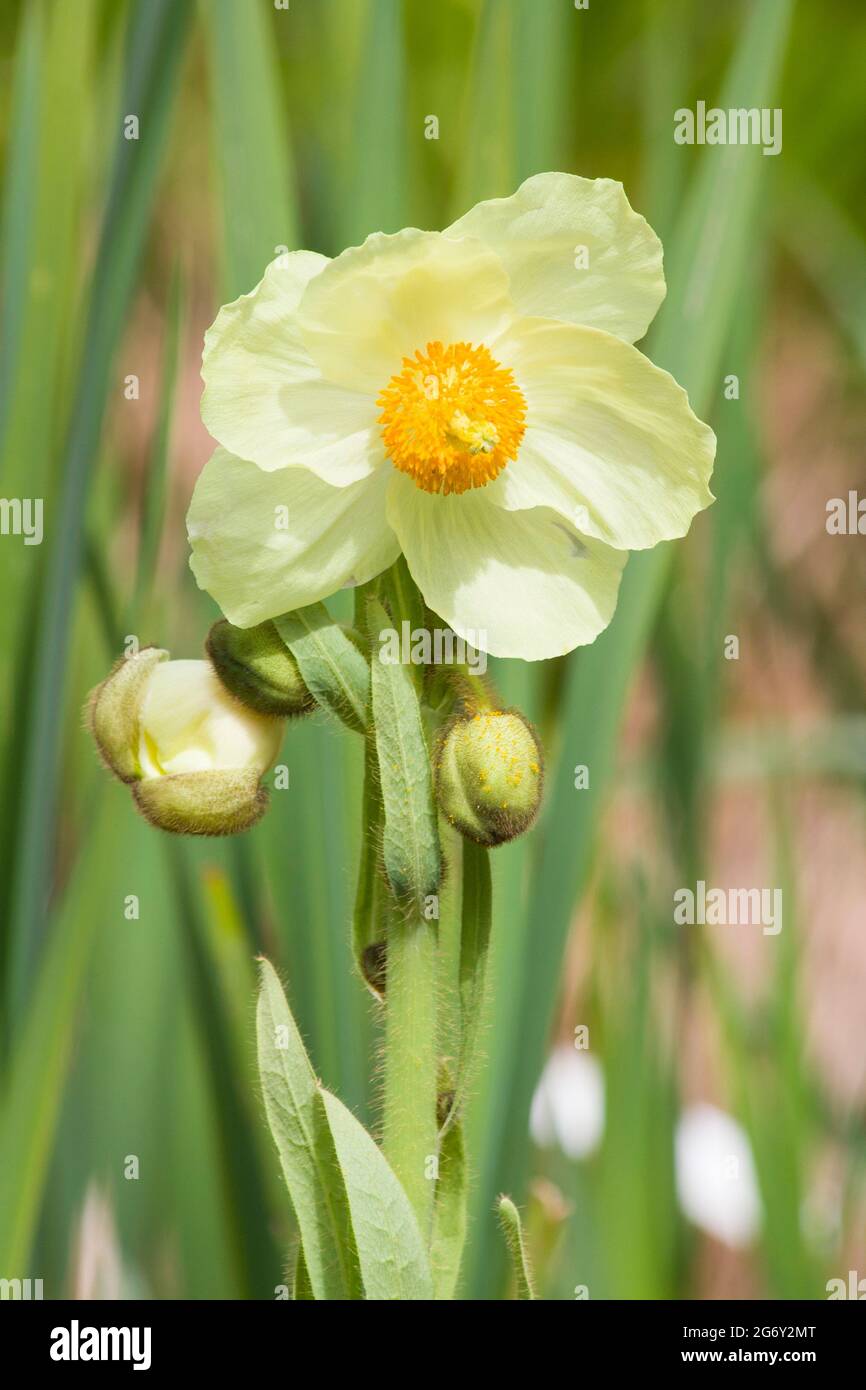 Meconopsis Napaulensis - Yellow Poppy. Stock Photo