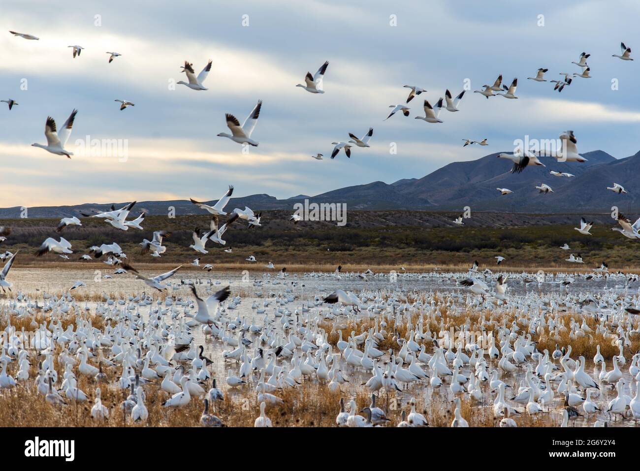 Bosque del apache geese water hi-res stock photography and images - Alamy