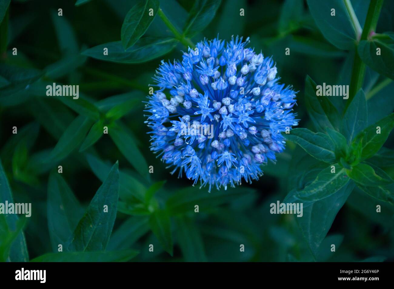 round blue flower in green foliage Stock Photo Alamy