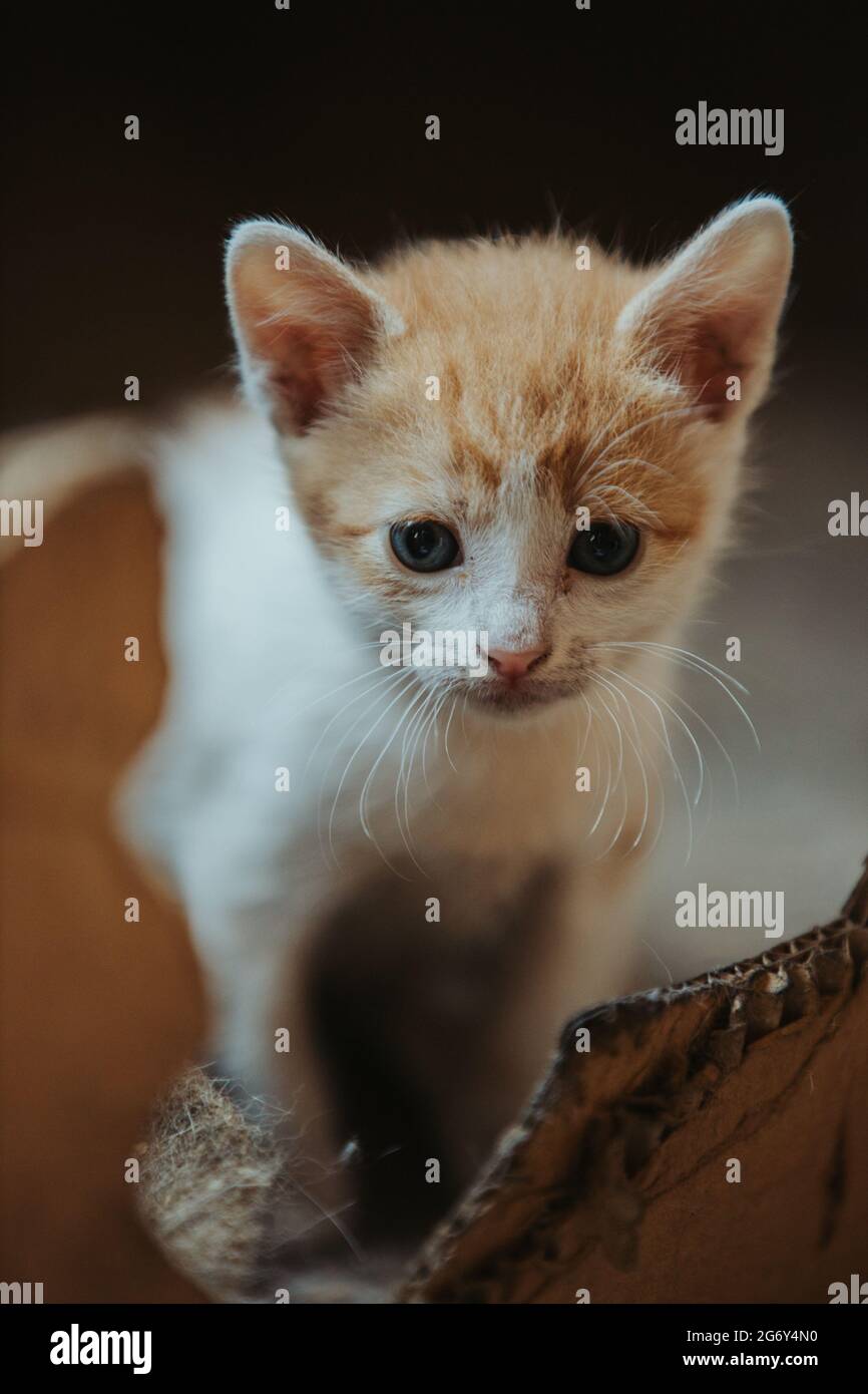 Closeup of the fluffy adorable small ginger kitten Stock Photo
