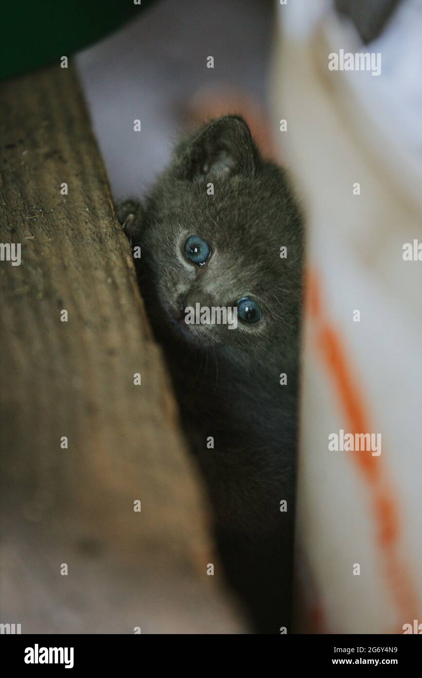 Closeup of the adorable gray blue eyed kitten Stock Photo