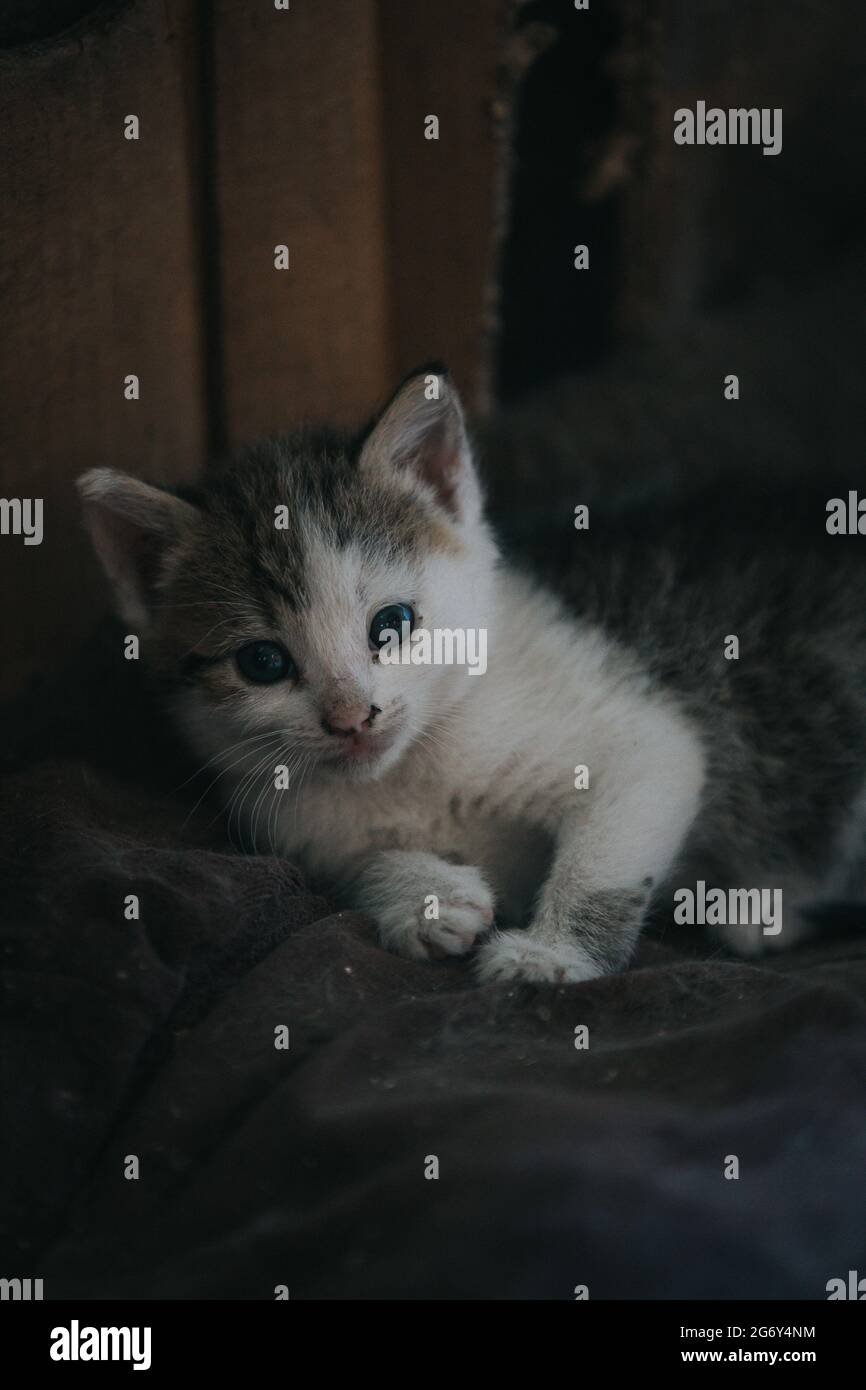 Closeup of the fluffy gray adorable kitten on the blanket Stock Photo