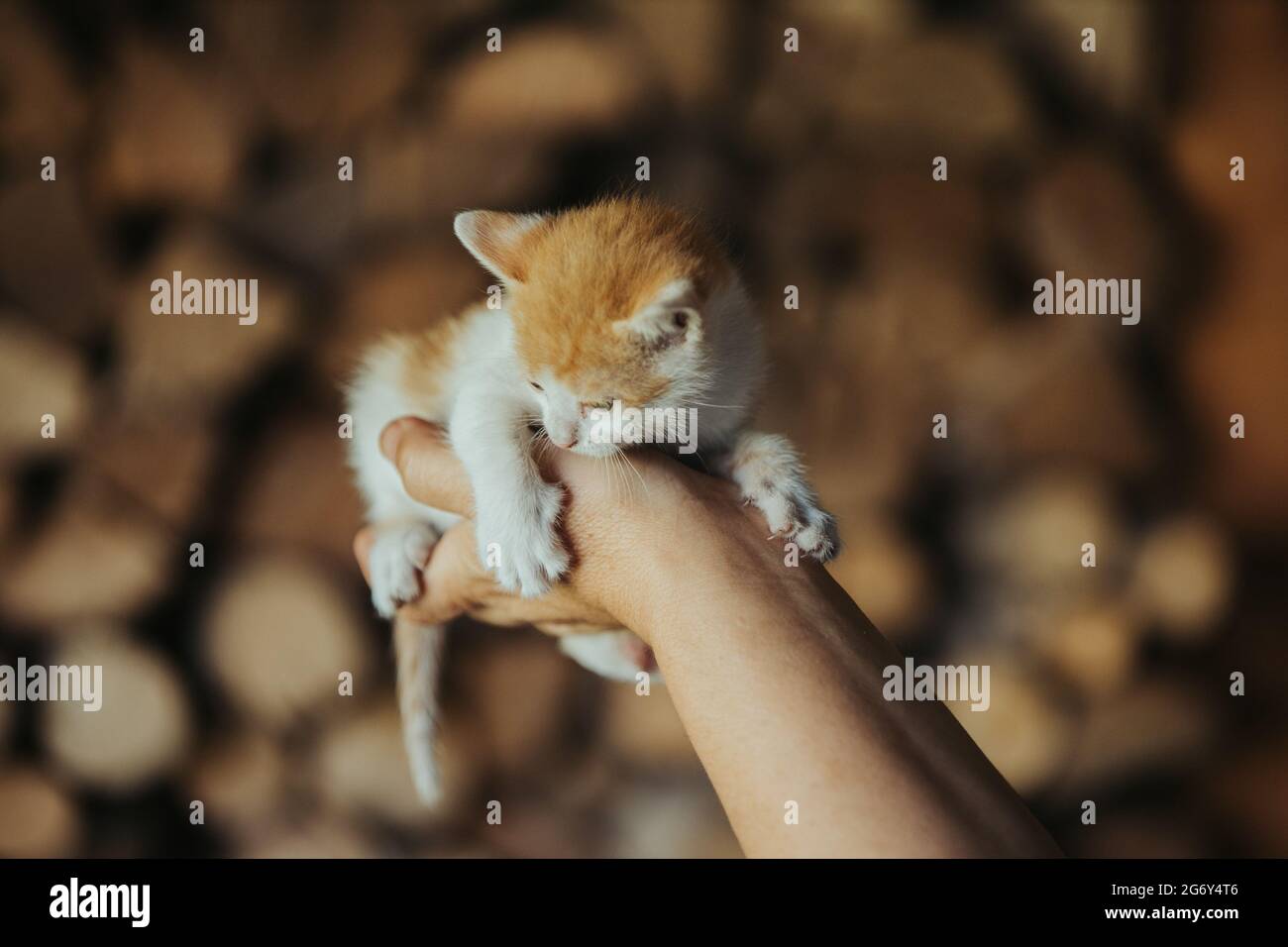 Closeup of a person holding an adorable fluffy small colorful  kitten Stock Photo