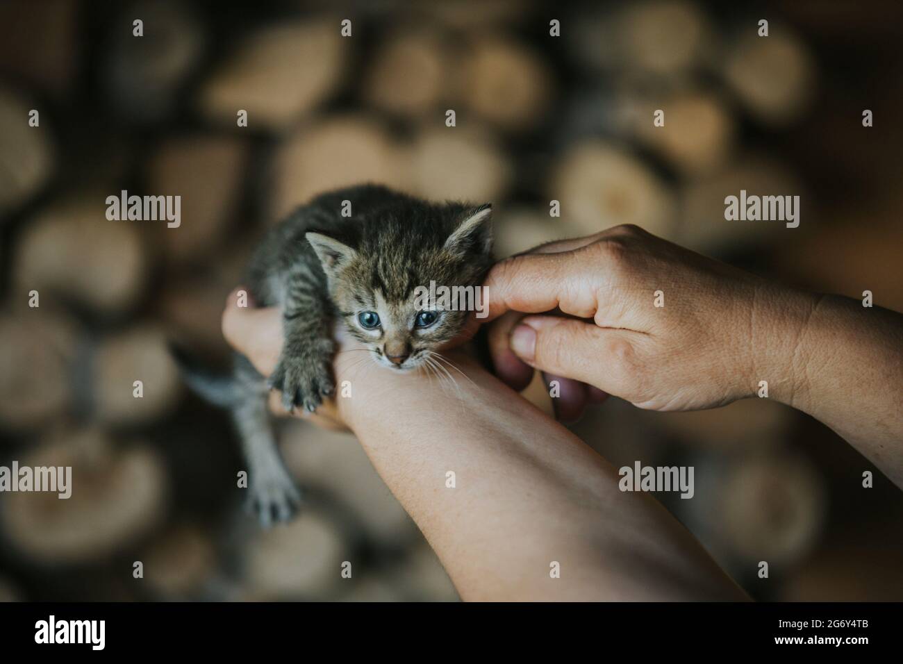Closeup of a person holding an adorable fluffy small striped  kitten Stock Photo