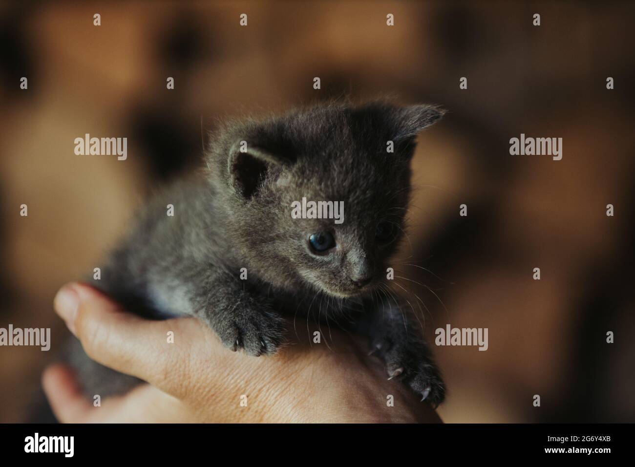 Closeup of a person holding an adorable fluffy small gray kitten Stock Photo