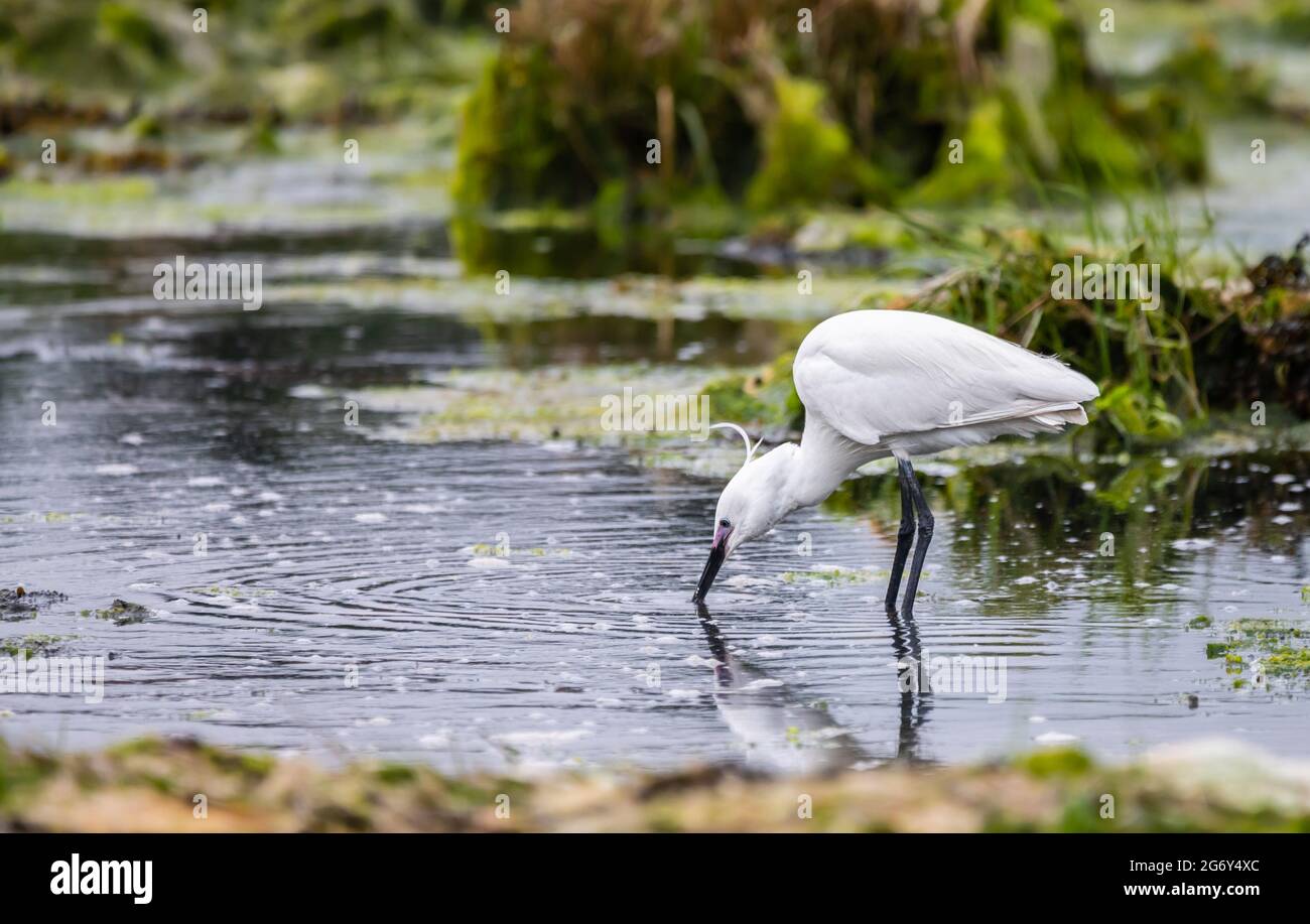 Side view of a Little Egret (Egretta garzetta) on wet land at low tide looking for fish to eat in Summer in West Sussex, England, UK. Stock Photo
