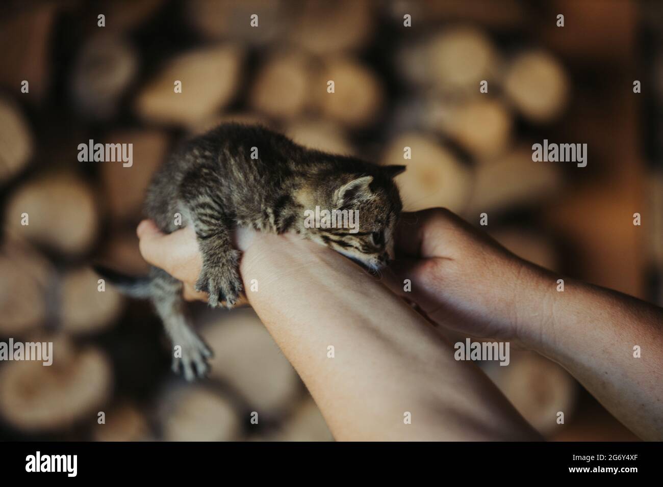 Closeup of a person holding an adorable fluffy small striped  kitten Stock Photo