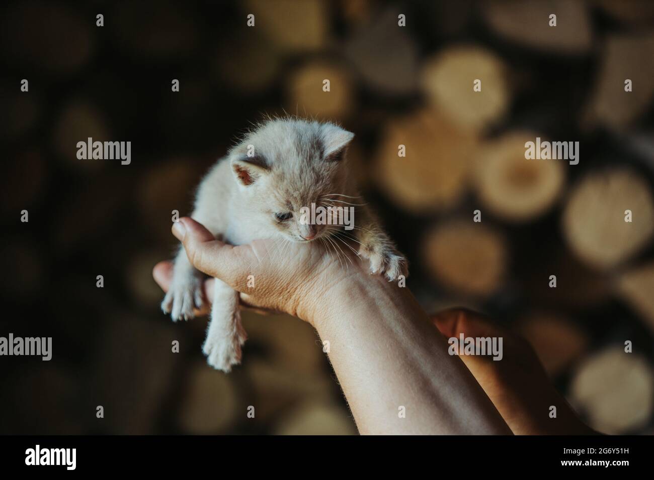 Closeup of a person holding an adorable fluffy small brown  kitten Stock Photo