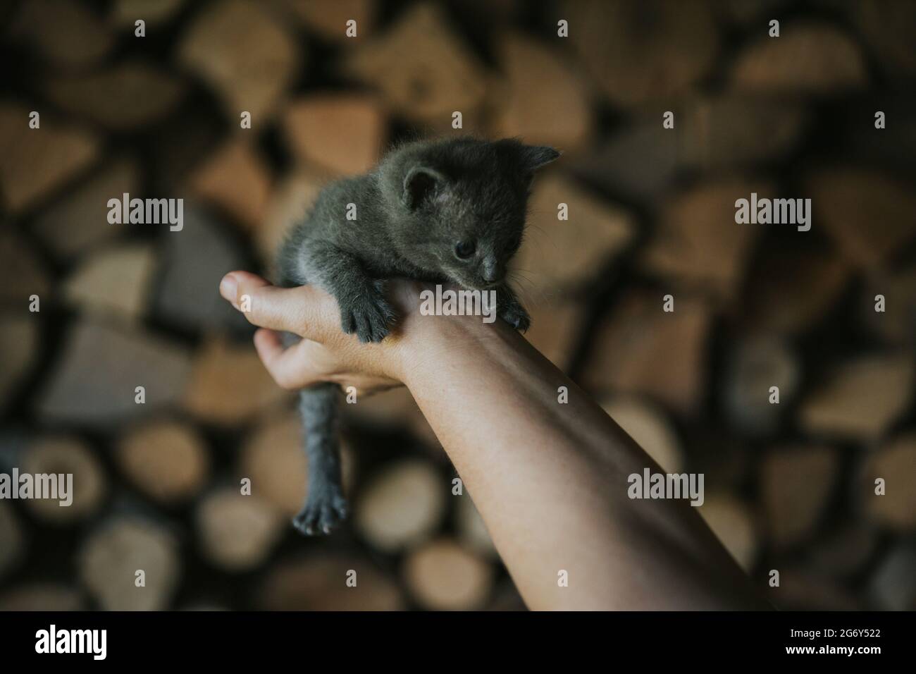 Closeup of a person holding an adorable fluffy small gray kitten Stock Photo