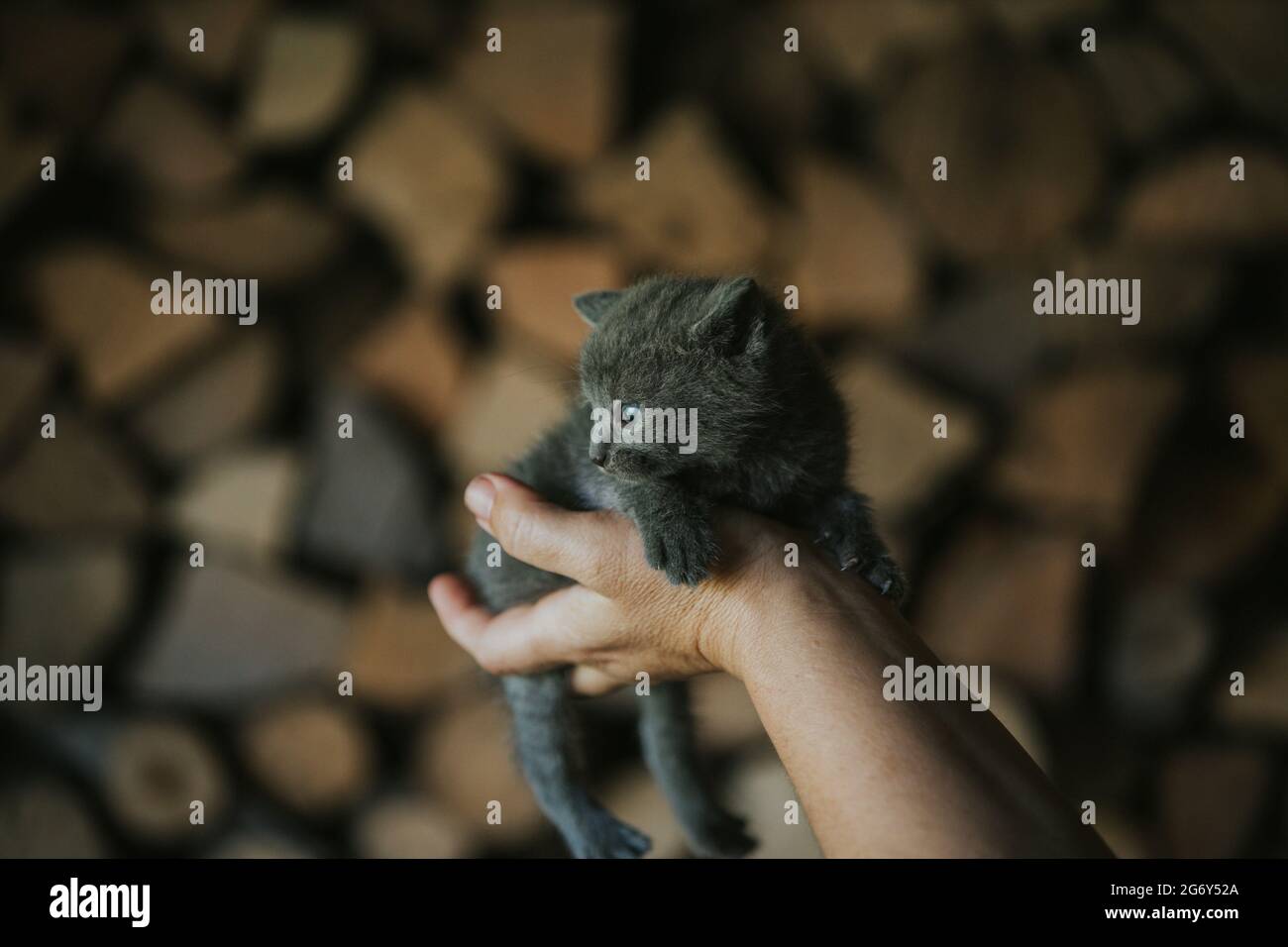 Closeup of a person holding an adorable fluffy small gray kitten Stock Photo