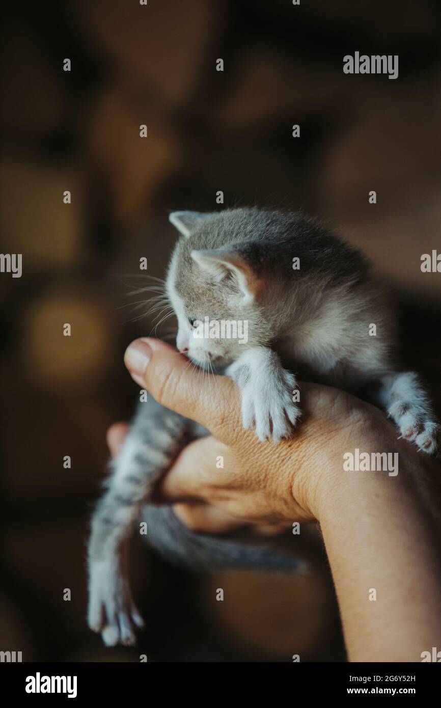 Closeup of a person holding an adorable fluffy small gray  kitten Stock Photo