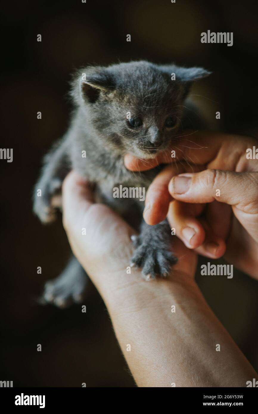 Closeup of a person holding an adorable fluffy small gray kitten Stock Photo