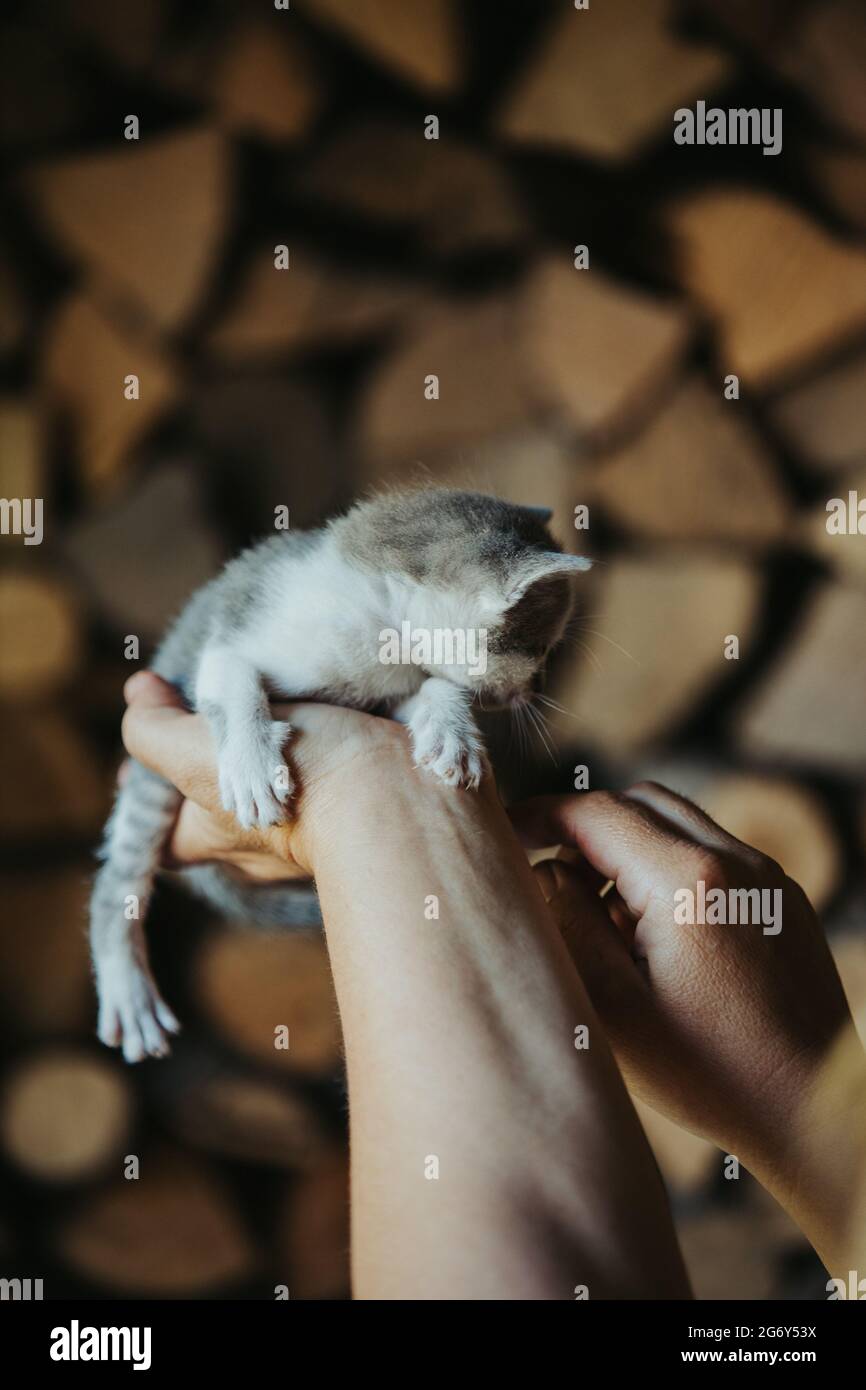 Closeup of a person holding an adorable fluffy small gray  kitten Stock Photo