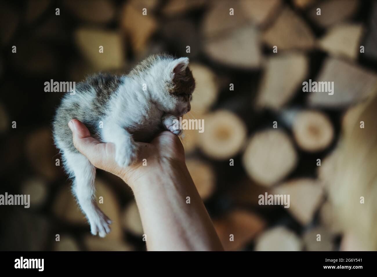 Closeup of a person holding an adorable fluffy small colorful  kitten Stock Photo
