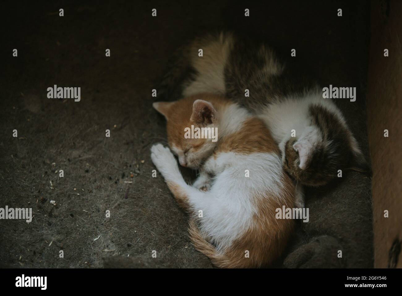 Closeup of the fluffy colorful adorable kittens on the blanket Stock Photo