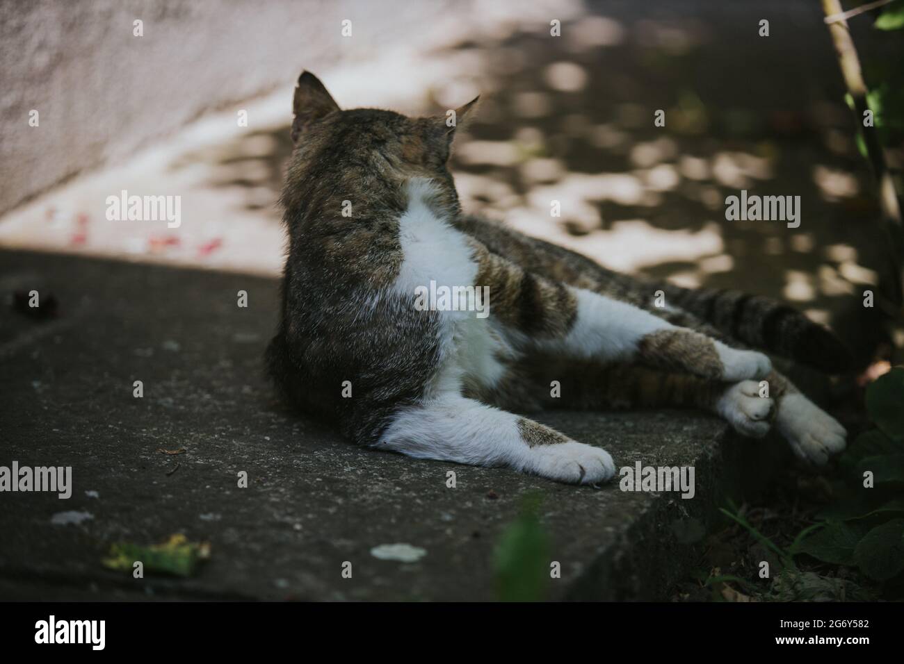 Closeup of the fluffy adorable striped cat laying on the ground and cleaning itself Stock Photo