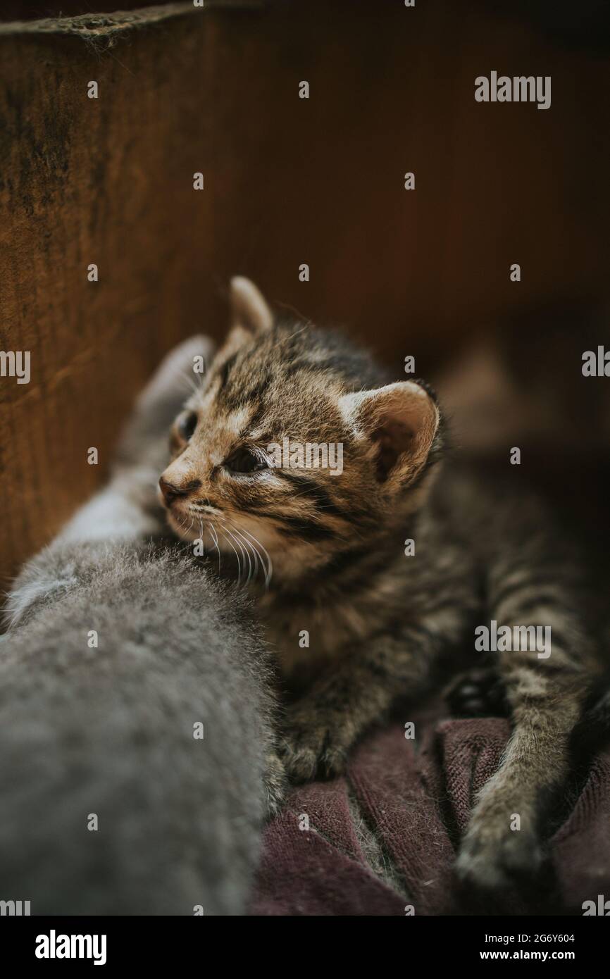 Closeup of the fluffy striped adorable kitten on the blanket Stock Photo