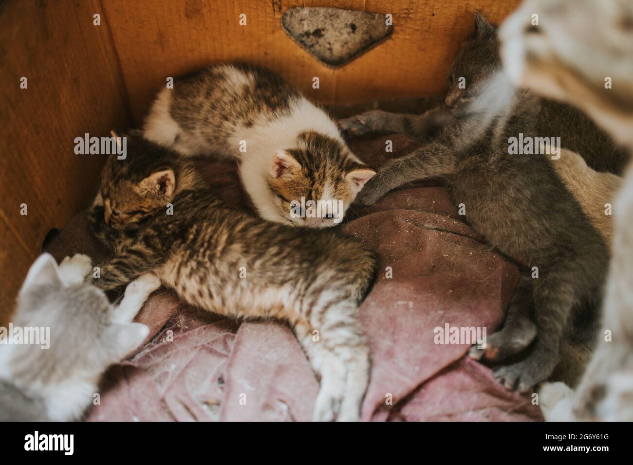 Closeup of the fluffy colorful adorable kittens on the blanket Stock Photo
