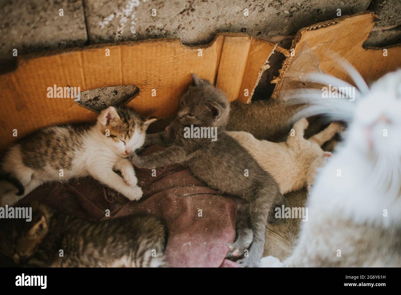 Closeup of the fluffy colorful adorable kittens on the blanket Stock Photo