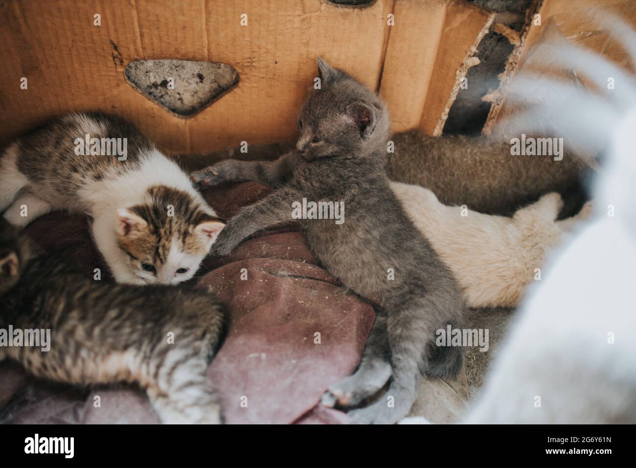 Closeup of the fluffy colorful adorable kittens on the blanket Stock Photo