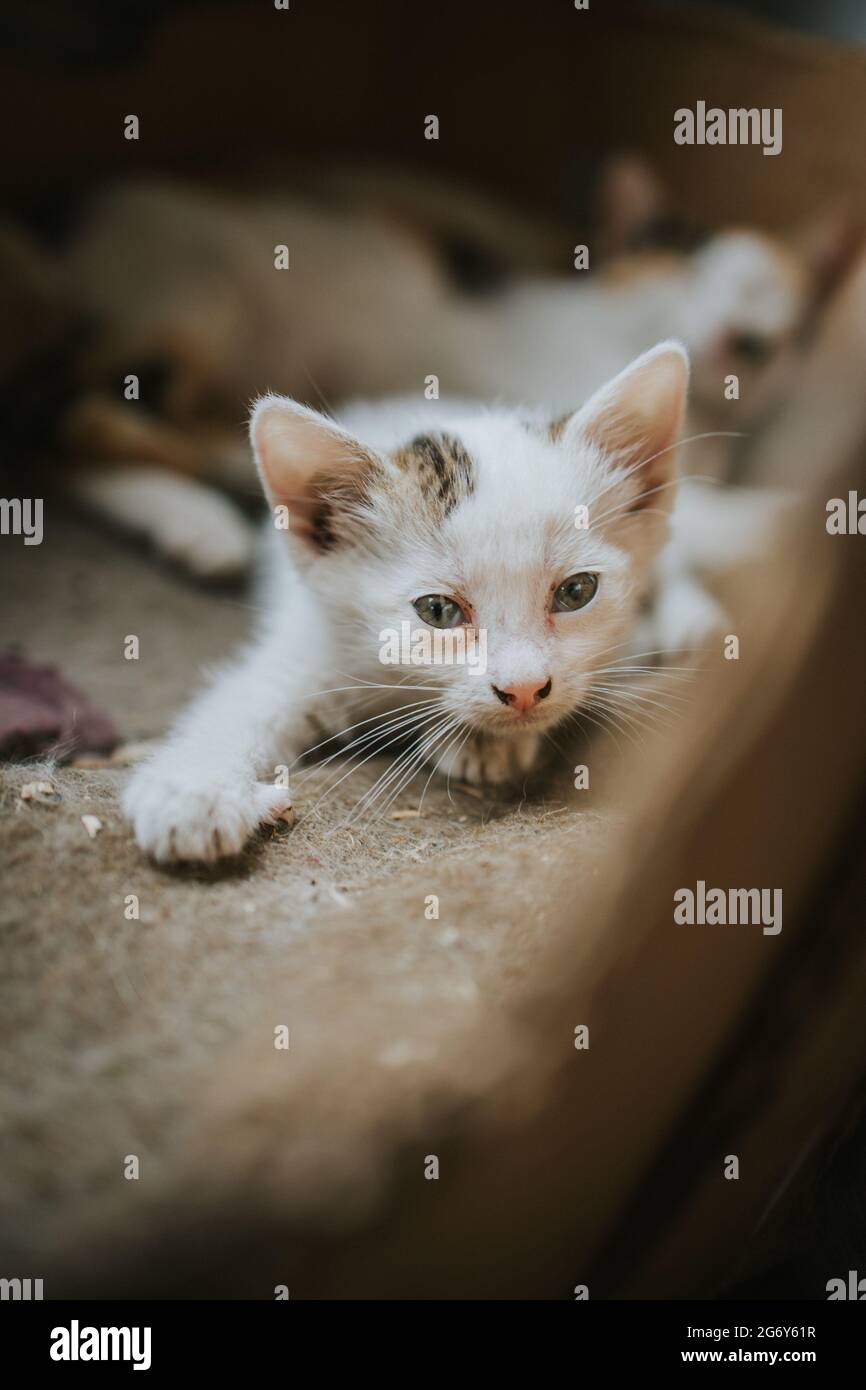 Closeup of the fluffy white adorable kitten on the blanket Stock Photo