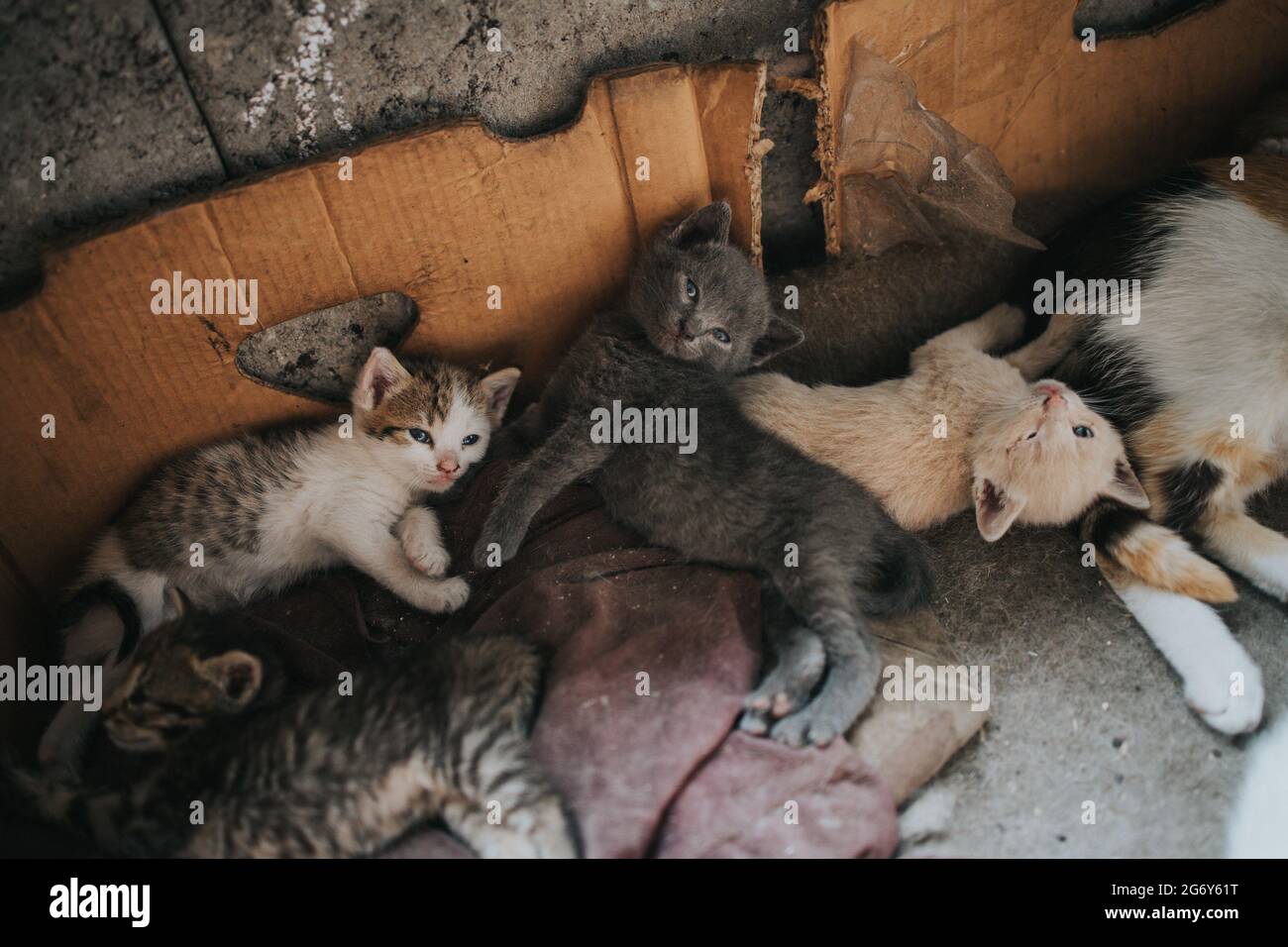 Closeup of the fluffy colorful adorable kittens on the ground Stock Photo