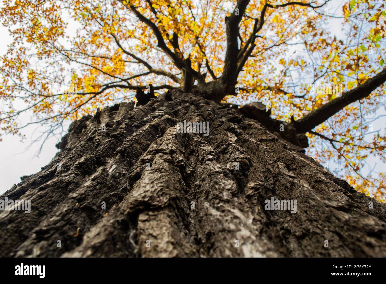 A view from below of the rough bark of an old huge tree with yellow foliage on top. Stock Photo