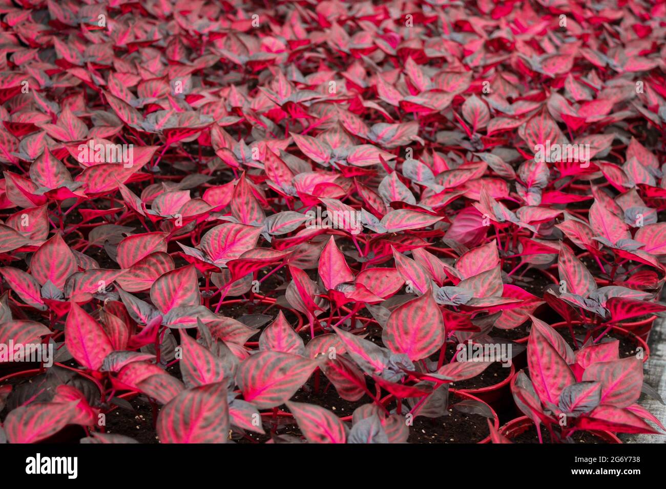 A huge number of bright plants Iresine with red leaves of the amaranth family. Bright natural background. Stock Photo