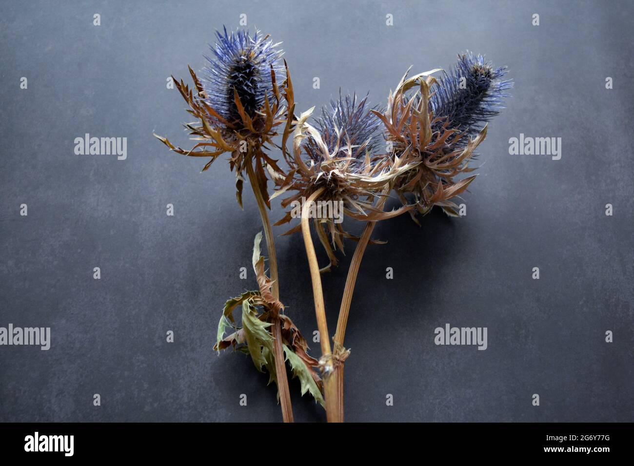 Dry flowers of the blueheaded plant of the family umbelliferae with