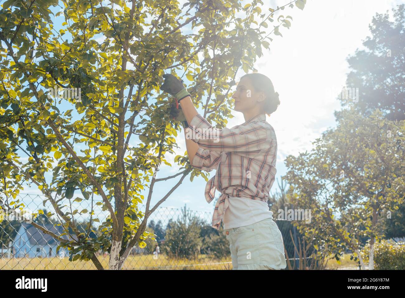 Fruit tree young pruning hi-res stock photography and images - Alamy