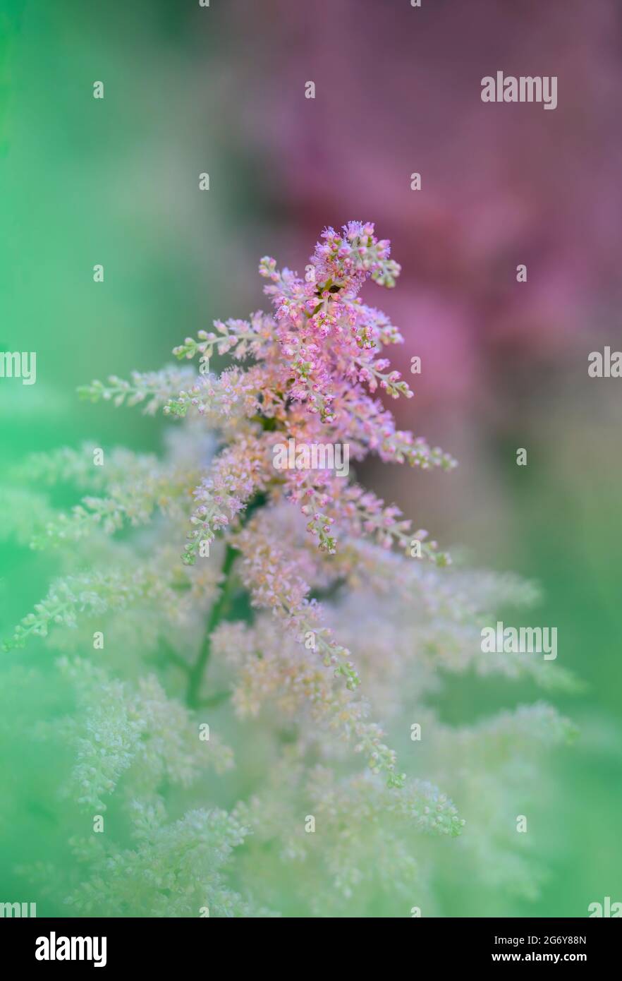 Delicate pink Astilbe flower Stock Photo