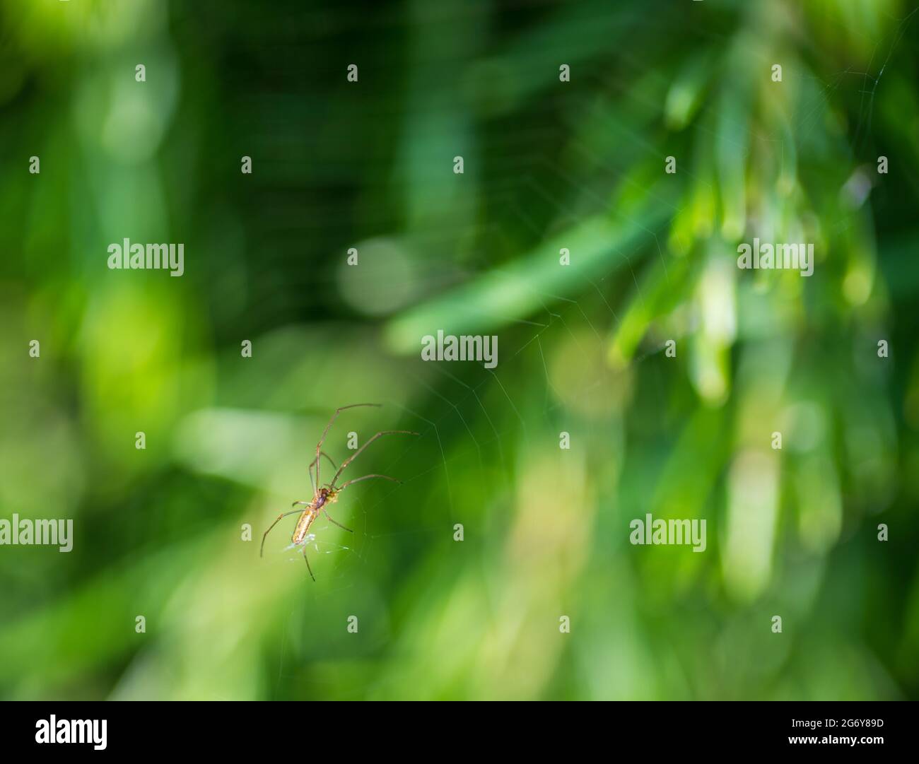 Spider and spiderweb over blurred green background Stock Photo