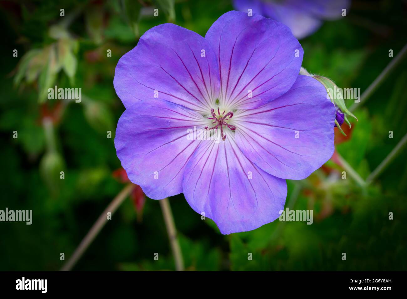 Solitary flower of the Blue Geranium also known as the Blue Cranesbill Stock Photo